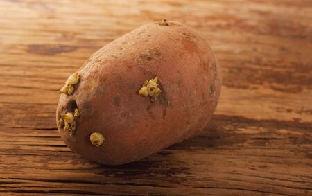 old brown potato on rural backgroundの写真素材