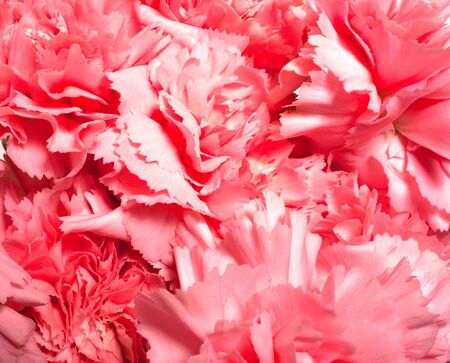 pink carnations. Floral backgroundの写真素材