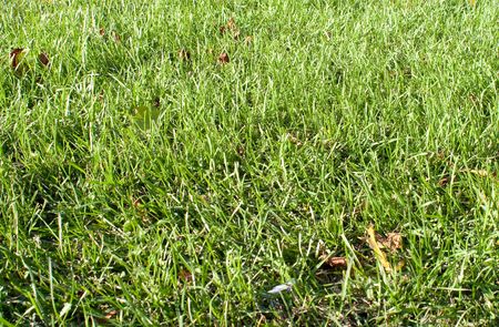 new spring green grass for design
