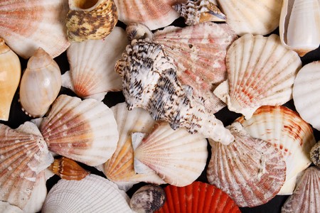 a lot of seashells background