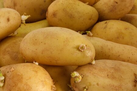 a lot of fresh potato. food backgroundの写真素材
