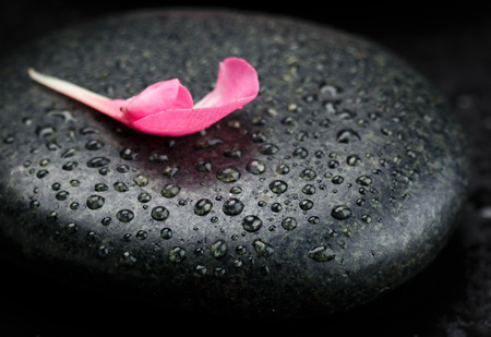 stone and fresh petal  with water dropsの写真素材