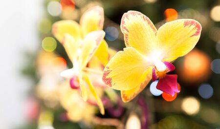 orchidsの写真素材