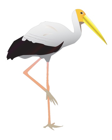 Common Stork walking with a long beakのイラスト素材