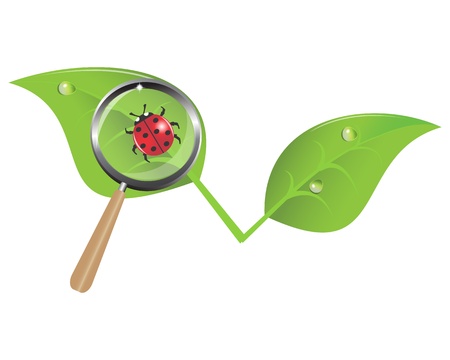 ladybug on a leaf and a magnifying glassのイラスト素材