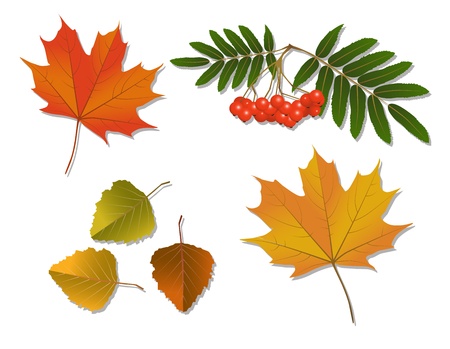 Set of bright autumn leaves and rowan berries on a white backgroundのイラスト素材