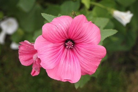 Beautiful pink flower with beauty background in a dacha garden