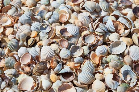 Shell background. Colorful shells on sand beach. Multi-colored seashells on sandy beach on sunny day. Place for text.の写真素材