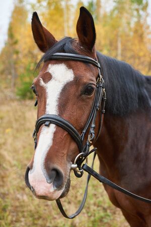 Portrait of beautiful brown horse with white stripe on autumn background.の写真素材
