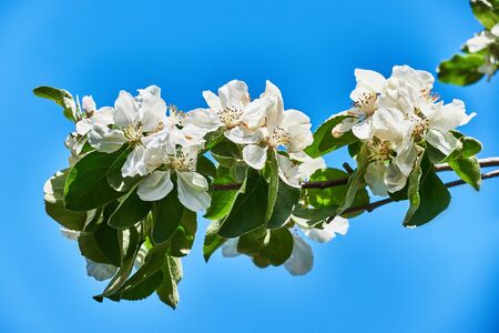 Spring season, branch of apple tree with white flowers blossoms close-up with a blue sky on background.の写真素材