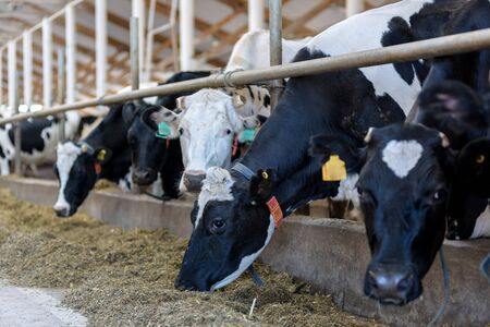 Milking cows eating forage and hay in modern farm cowshed on dairy farm.の写真素材