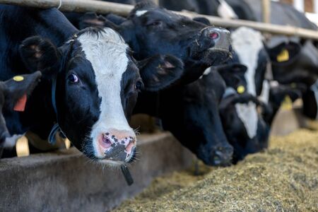 Cows eat in cowshed on modern dairy farm and looks at camera, close-up.の写真素材