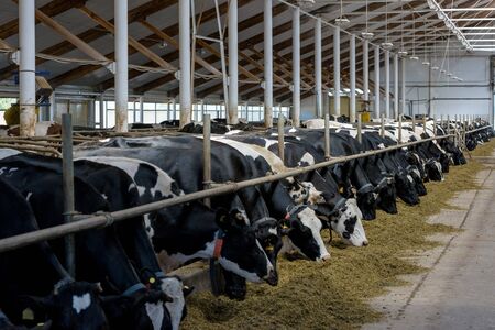 Milking cows eating forage and hay in modern farm cowshed on dairy farm.の写真素材