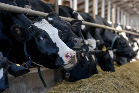 Cows eat in cowshed forage and hay on modern dairy farm and looks at camera, close-up.の写真素材