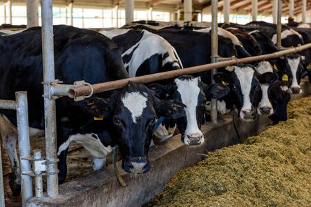 Milking cows eating forage and hay in modern farm cowshed.の写真素材