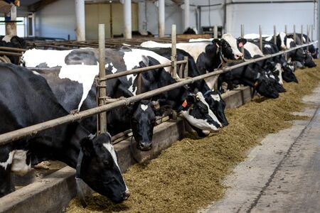 Modern dairy farm cowshed with milking cows with eating hay and forage.の写真素材