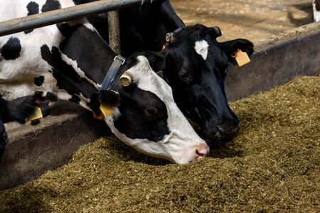 Cows eat in cowshed forage and hay on modern dairy farm, close-up.の写真素材
