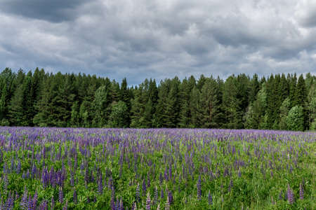 Beautiful field of lupins with purple flowers against green forest and blue sky on summer day.の写真素材