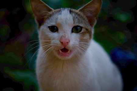 indian male cat