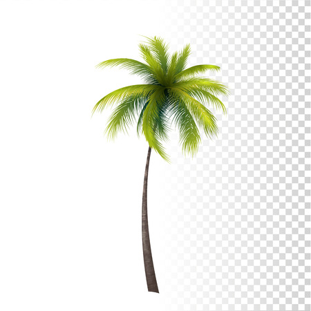 Vector Photo Realistic Green Classic Palm Tree Illustration.のイラスト素材