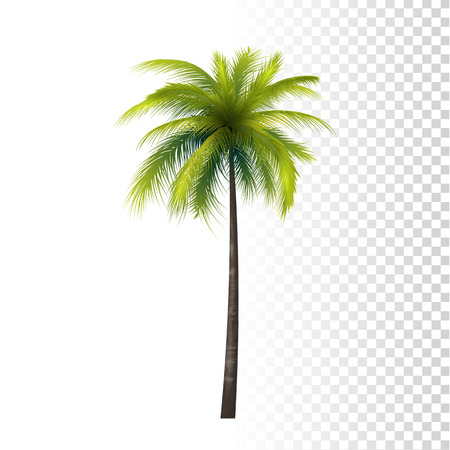 Realistic Green Classic Palm Tree Illustration.のイラスト素材