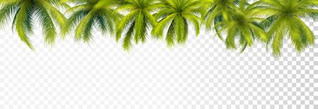 Palm Leaves Top Border On Transparent Background. Vector Photo Realistic Illustrationのイラスト素材