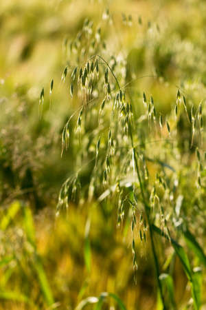 Plants on a field at sunsetの写真素材