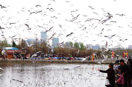 observe seagull lakesideのeditorial素材