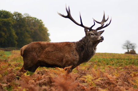 Deer standing out of the forestの写真素材