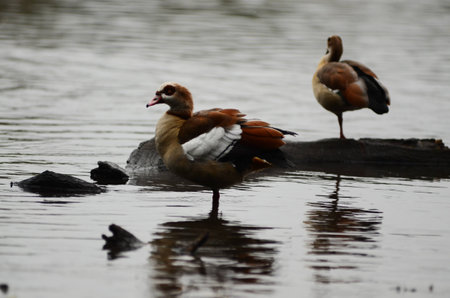 Ducks having a bathの写真素材