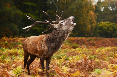 Deer belling out of the forestの写真素材