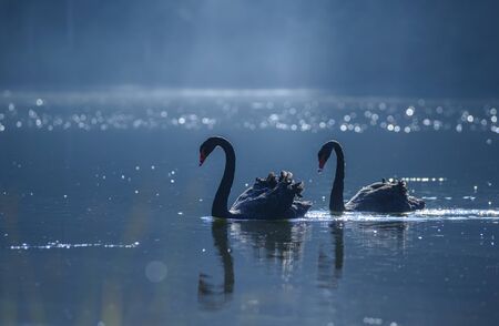 A couple of black swan in lakeの写真素材