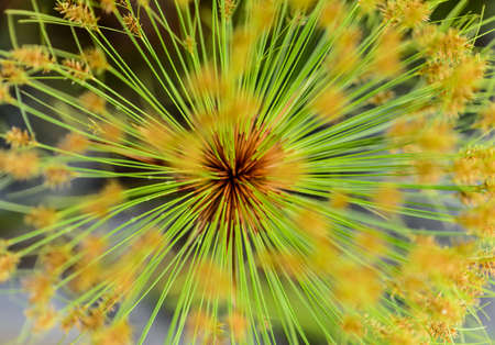 Plant backgroundの写真素材