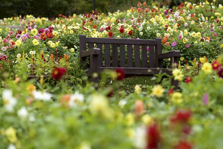 Wooden bench in flower gardenの写真素材
