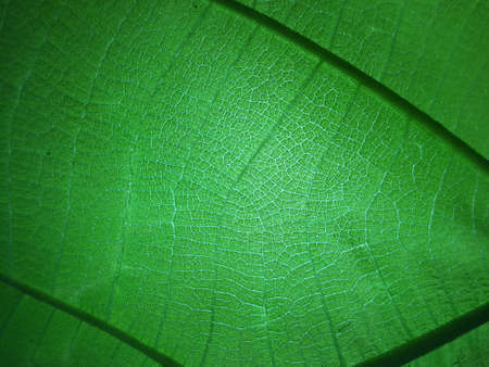 green leaf texture, suitable for backgrounds and wallpapers