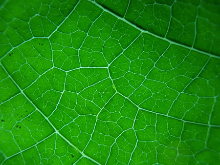 green leaf texture, suitable for backgrounds and wallpapers