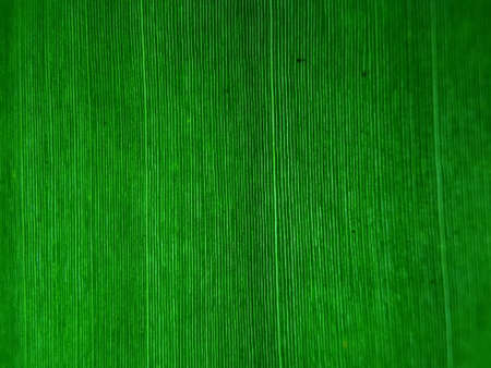 green leaf texture, suitable for backgrounds and wallpapersの写真素材