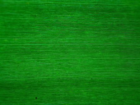green leaf texture, suitable for backgrounds and wallpapersの写真素材