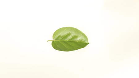 Premna serratifolia leaf.Premna integrifolia L.Premna obtusifolia R.Br leaf isolated on white backgroundの写真素材