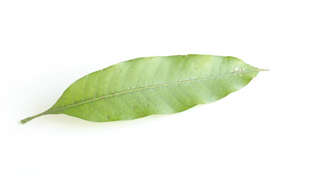 mango leaf isolated on white background.Mangifera indica leaf on white backgroundの写真素材