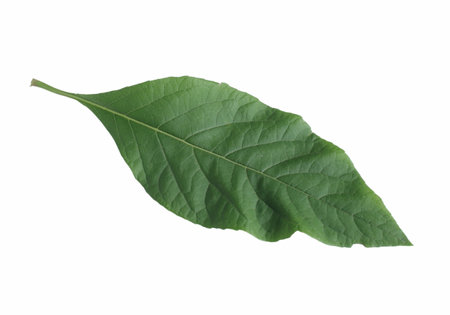 Gymnanthemum extensum leaf isolated on white background.bitterleaf tree leaf