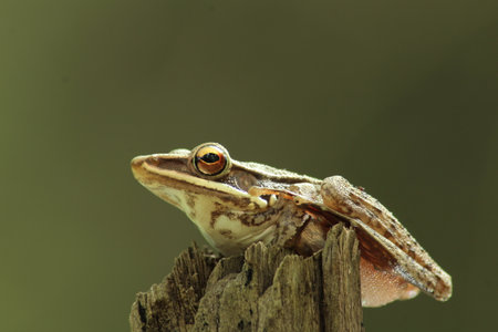 common tree frog, four lined tree frog, golden tree frogor striped tree frog.Polypedates leucomystax sitting on dry tree with bokeh backgroundの写真素材