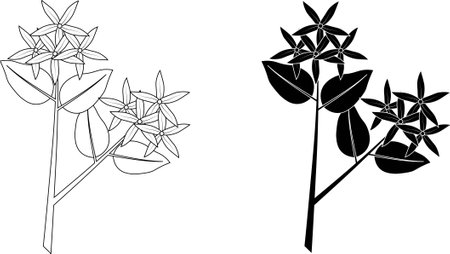 outline silhouette jasmine branch icon setのイラスト素材