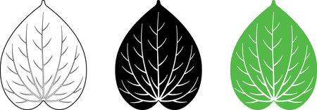 Betel or Piper betle leaves icon setのイラスト素材