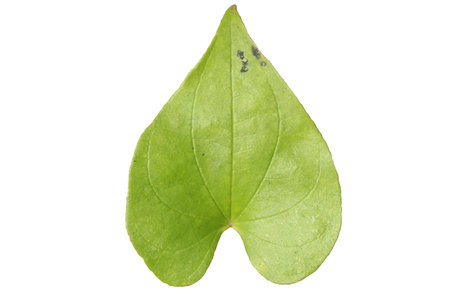 Dioscorea esculenta commonly known as the lesser yam leaf isolated on white background