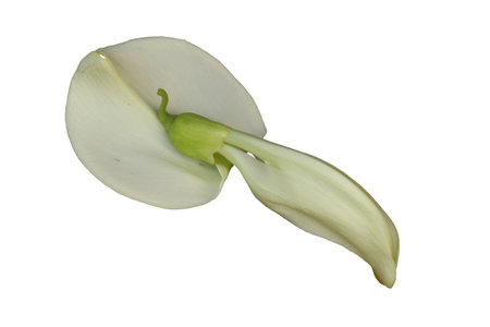 white Sesbania grandiflora flower isolated on white backgroundの写真素材