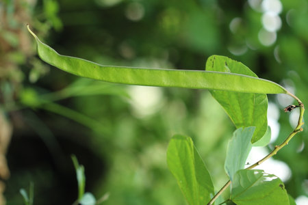 A close-up of a single green seed pod of Bauhinia purpurea hanging from a branch, surrounded by lush green leaves with a soft bokeh forest backgroundの写真素材