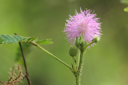 Close up of a pink Mimosa Pudica flower with green leaves and stemの写真素材