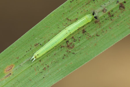 melanitis leda caterpillar on the leavesの写真素材