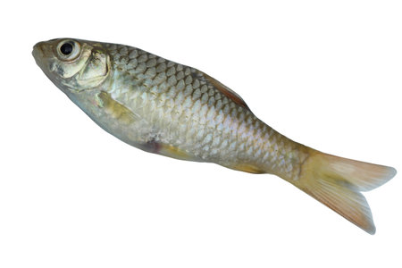 side view Barbodes binotatus commonly known as the spotted barb or common barb isolated on white backgroundの写真素材